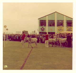 Donkey Derby 1971