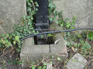 An ivy-covered downpipe An ivy-covered downpipe